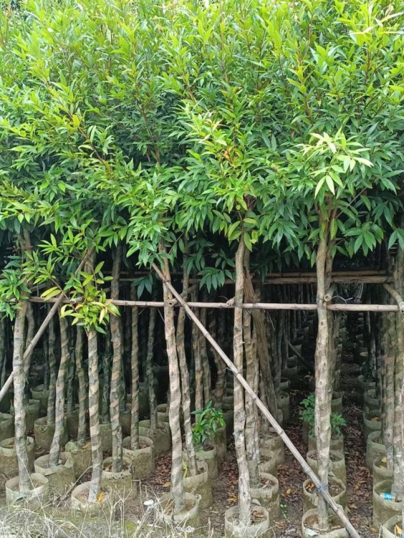 水蒲桃（水葡萄）基地直销规格齐全欢迎老板来电咨询合作
