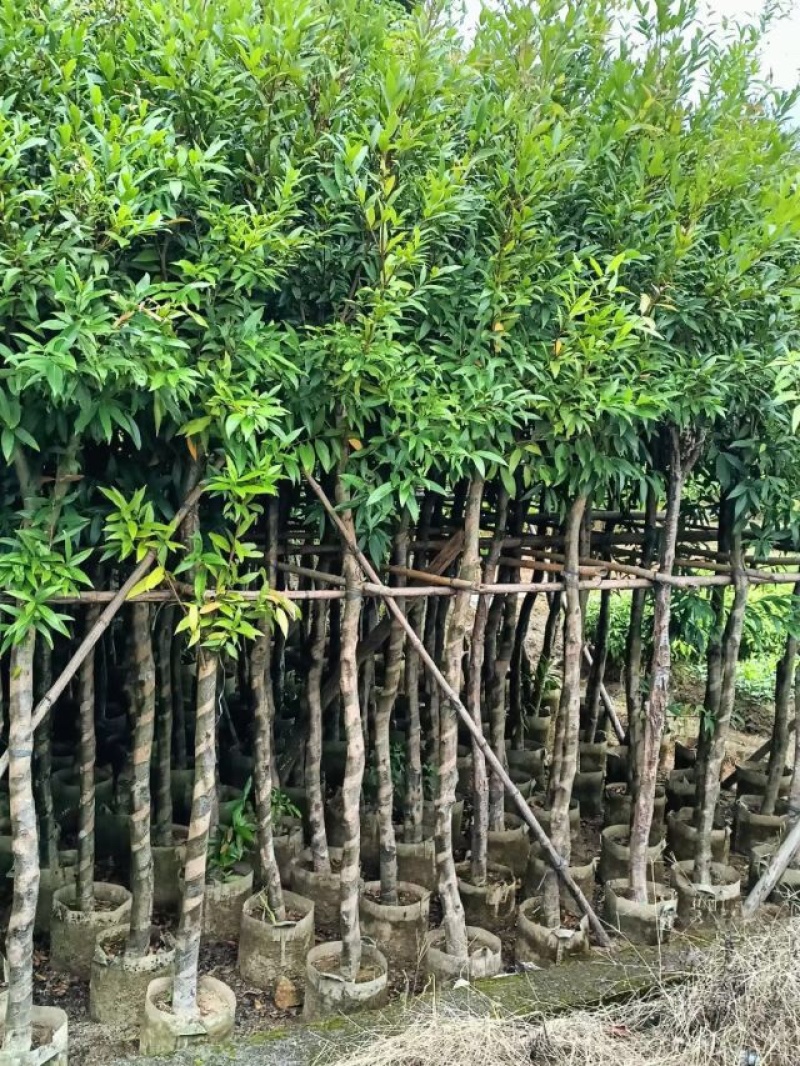 水蒲桃（水葡萄）基地直销规格齐全欢迎老板来电咨询合作