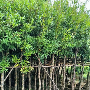 水蒲桃（水葡萄）基地直销规格齐全欢迎老板来电咨询合作