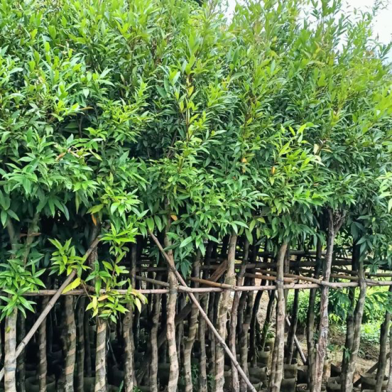 水蒲桃（水葡萄）基地直销规格齐全欢迎老板来电咨询合作