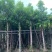 水榕（水翁）5～10公分基地直销规格齐全欢迎老板来电