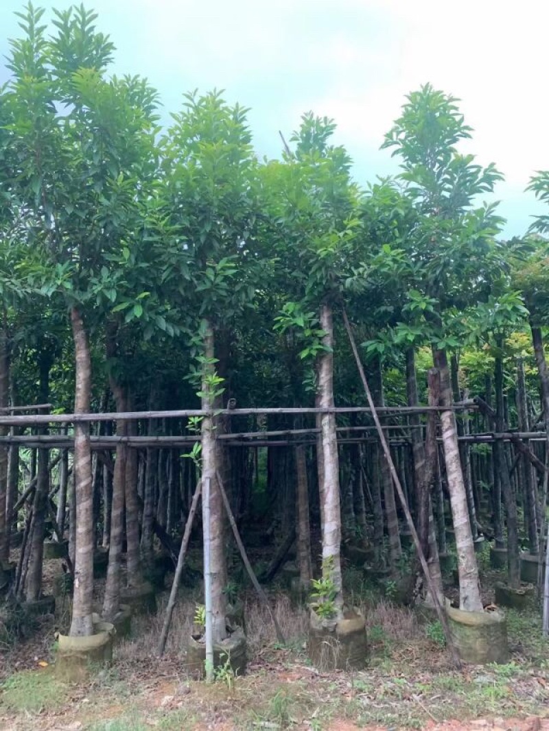 水榕（水翁）5～10公分基地直销规格齐全欢迎老板来电