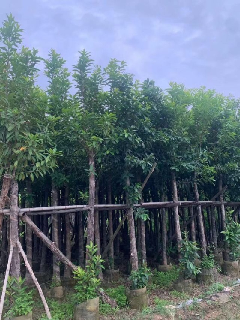 水榕（水翁）5～10公分基地直销规格齐全欢迎老板来电