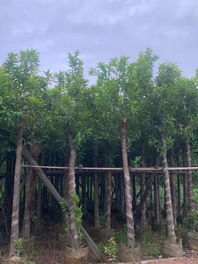 水榕（水翁）5～10公分基地直销规格齐全欢迎老板来电