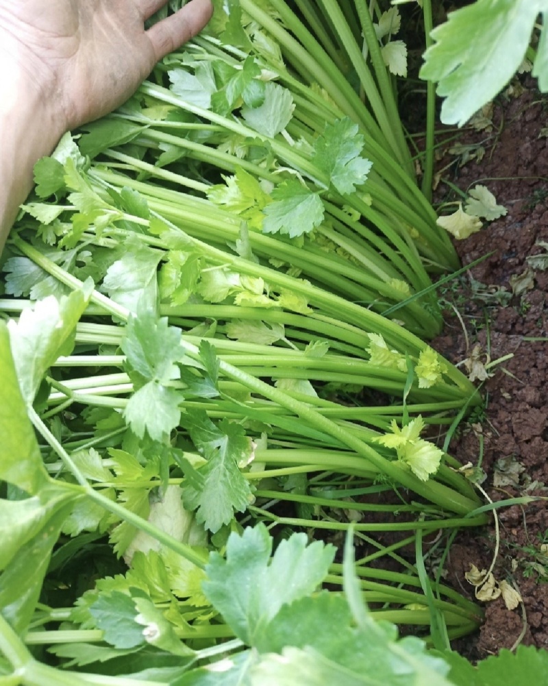 江苏芹菜小香芹产地一手货源量大从优实力代发全国