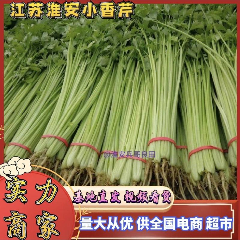 江苏芹菜小香芹产地一手货源量大从优实力代发全国