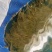 水蛭宽体金线蛭蚂蝗成活率99%包回收包技术服务完善