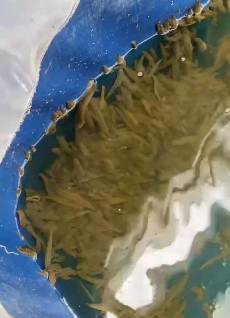 水蛭宽体金线蛭蚂蝗成活率99％包回收包技术服务完善