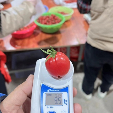 正中广东茂名电白圣女果