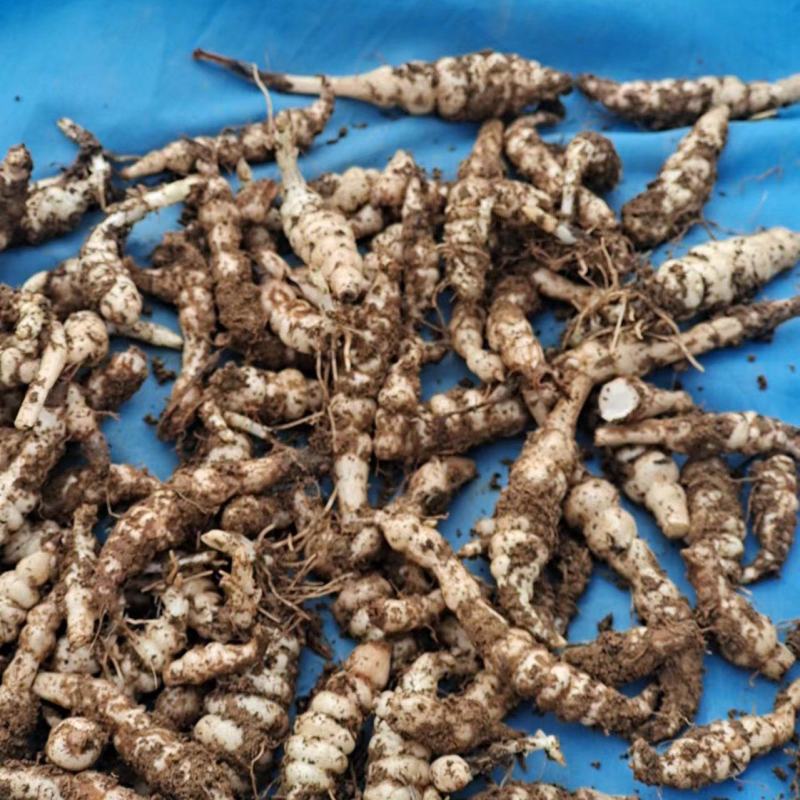 螺丝菜种子