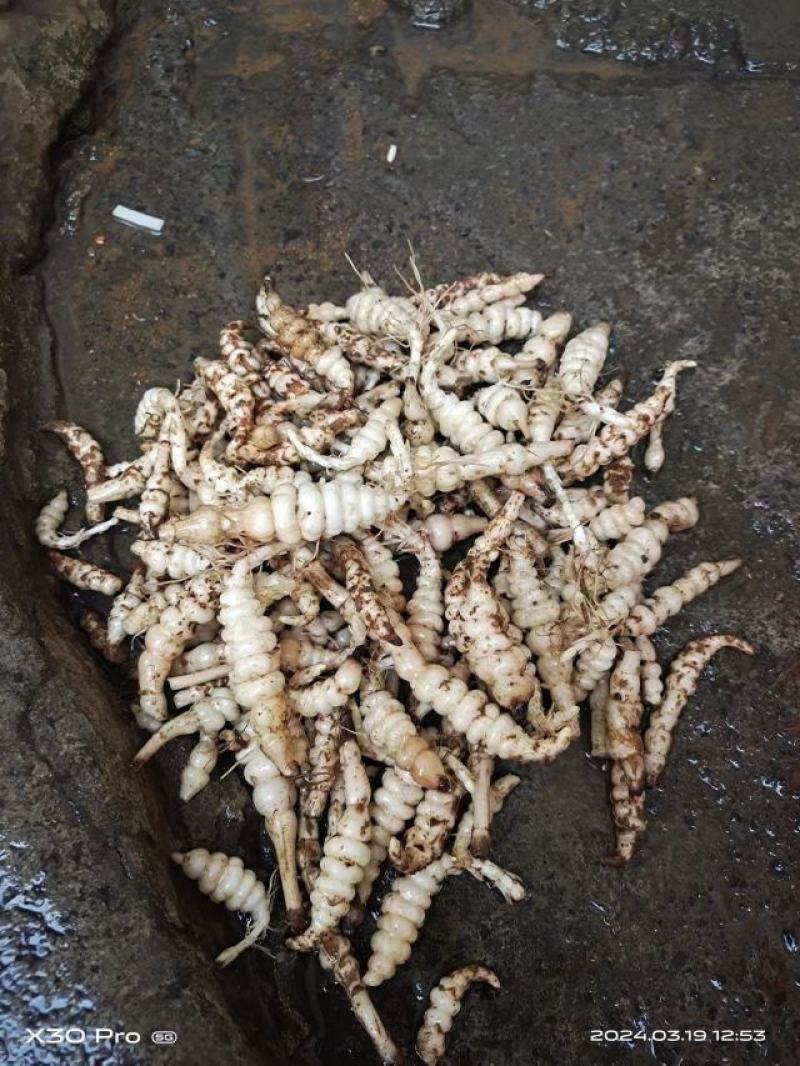 螺丝菜种子
