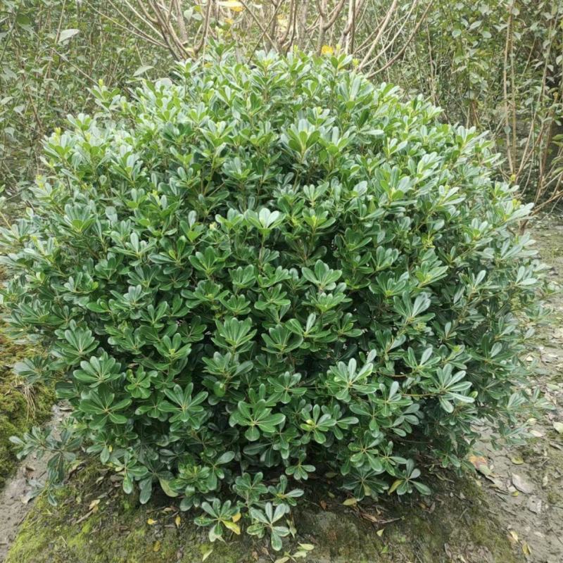 海桐球种植基地，园林工程绿化，四季常青，球形优美易养护