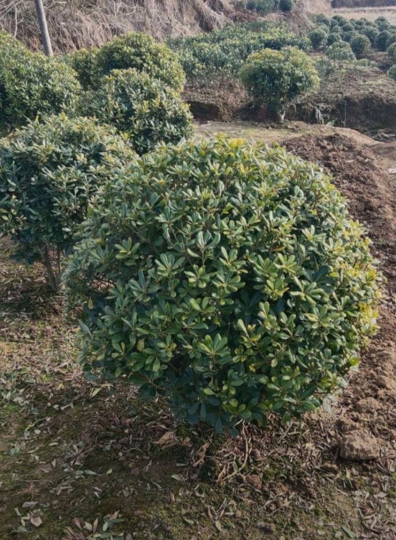 海桐球种植基地，园林工程绿化，四季常青，球形优美易养护