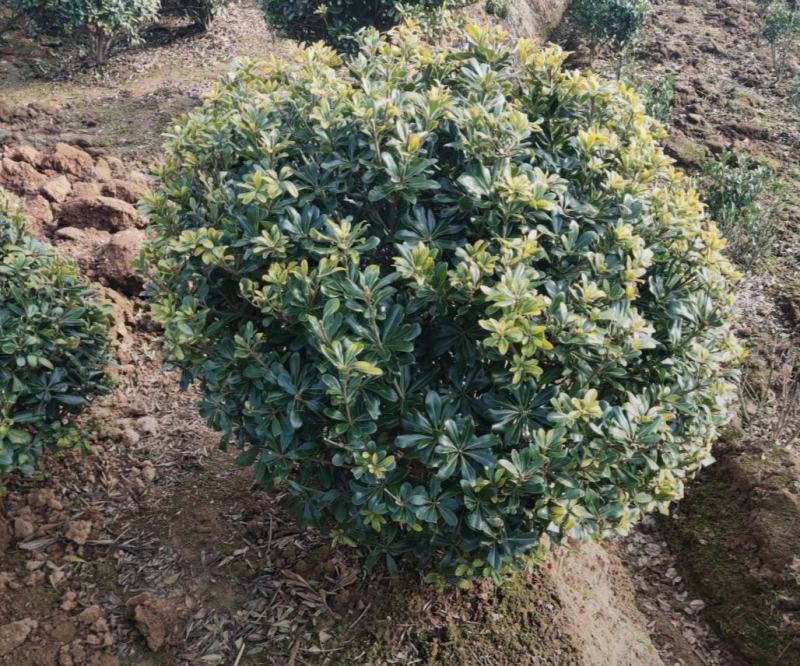 海桐球种植基地，园林工程绿化，四季常青，球形优美易养护