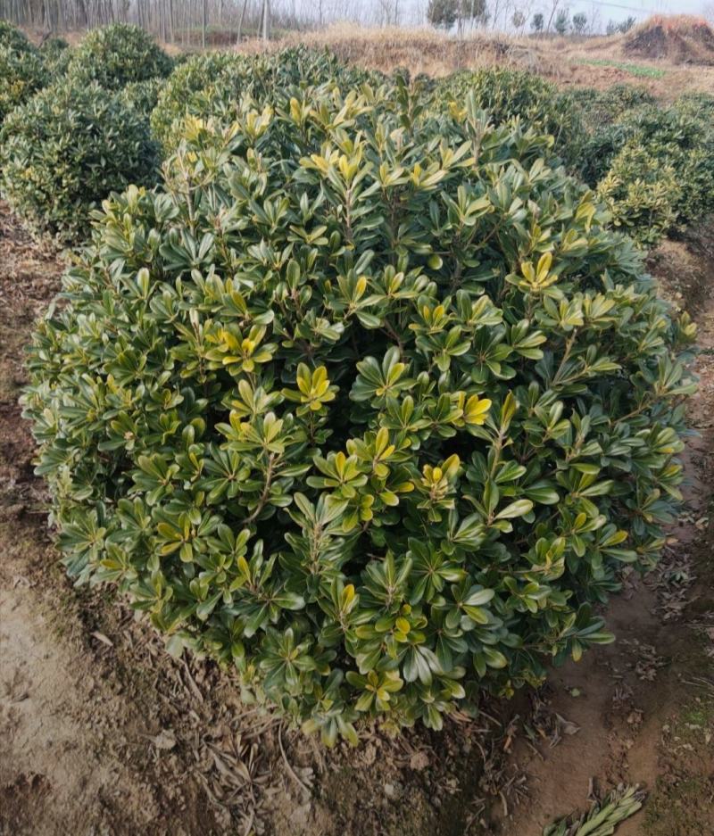 海桐球种植基地，园林工程绿化，四季常青，球形优美易养护