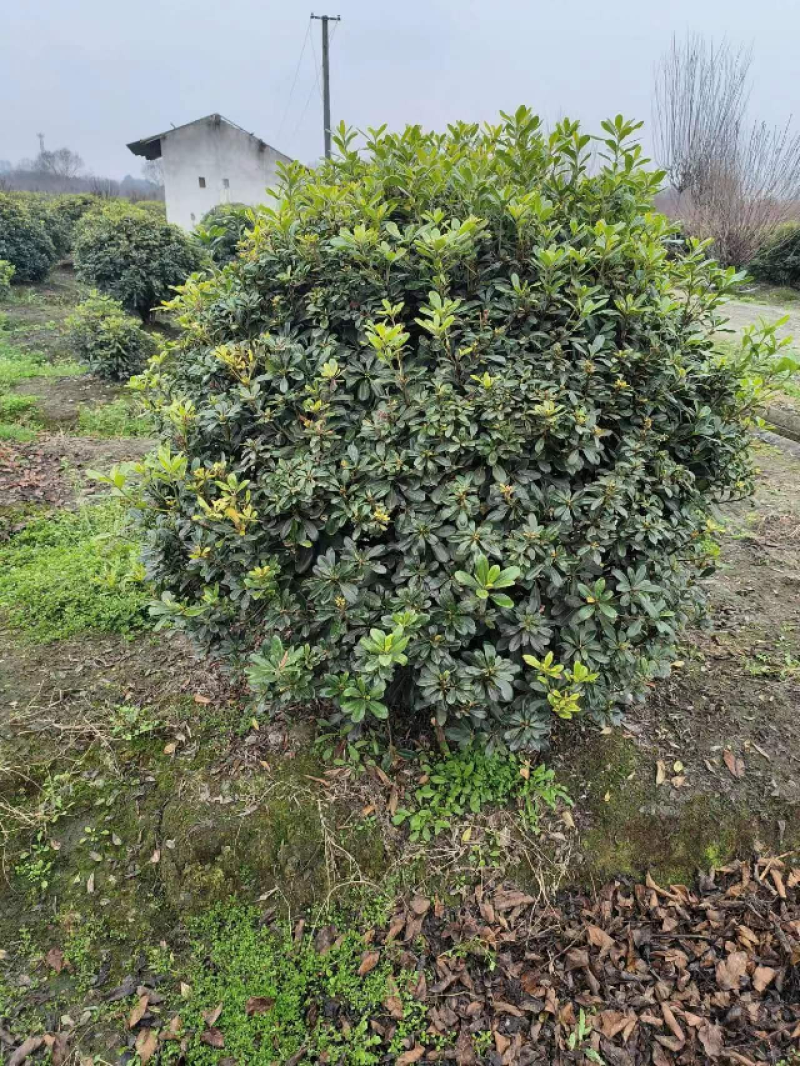 海桐球种植基地，园林工程绿化，四季常青，球形优美易养护