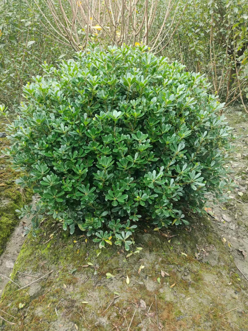 海桐球种植基地，园林工程绿化，四季常青，球形优美易养护