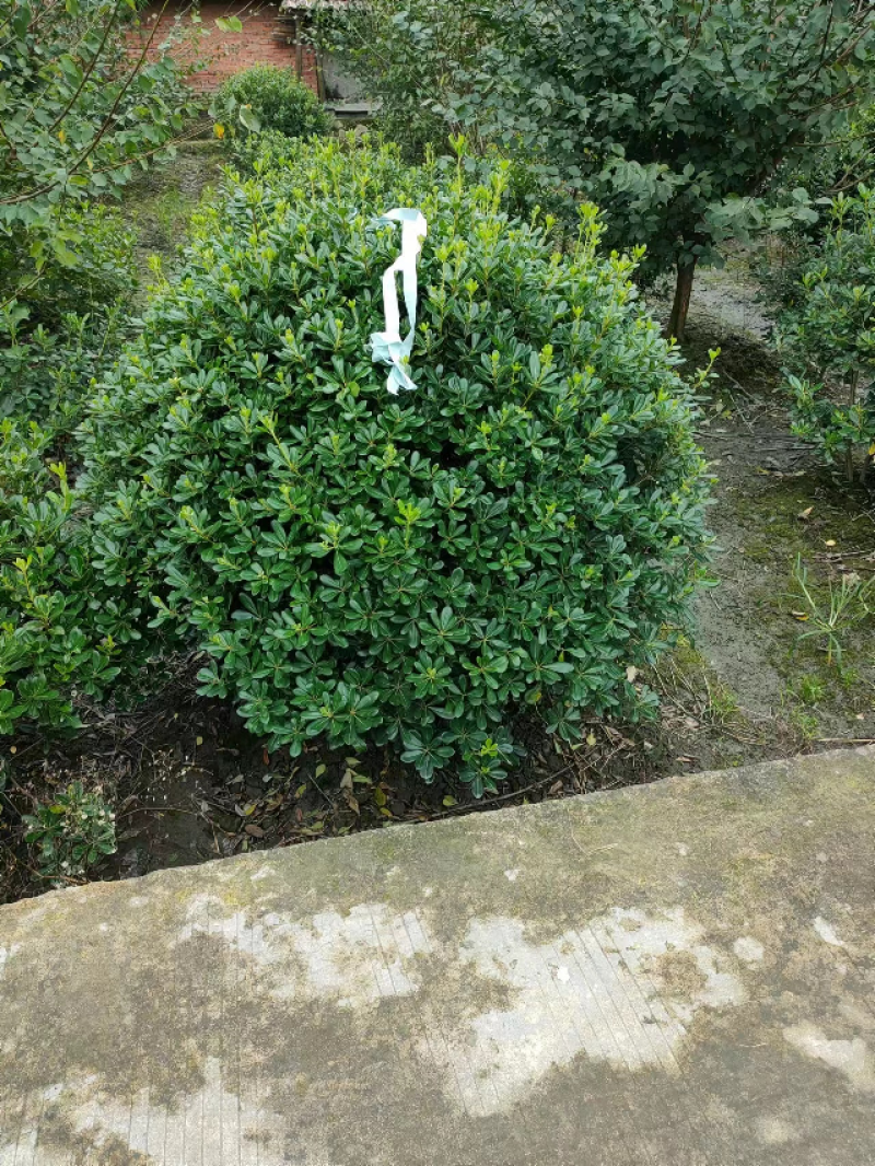 海桐球种植基地，园林工程绿化，四季常青，球形优美易养护