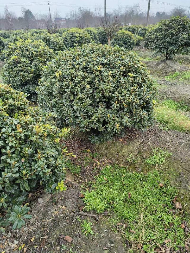 海桐球种植基地，园林工程绿化，四季常青，球形优美易养护