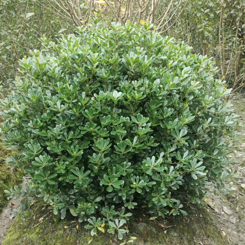 海桐球种植基地，园林工程绿化，四季常青，球形优美易养护