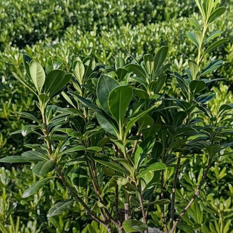 海桐小苗，基地供应，精品大杯海桐苗，成活率高，生长快