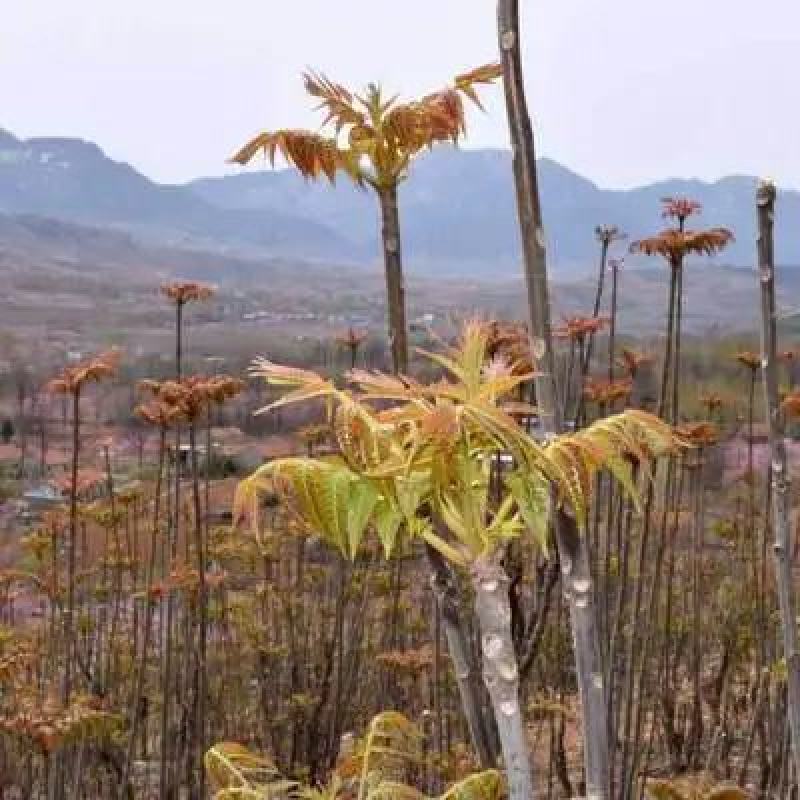 露天香椿芽