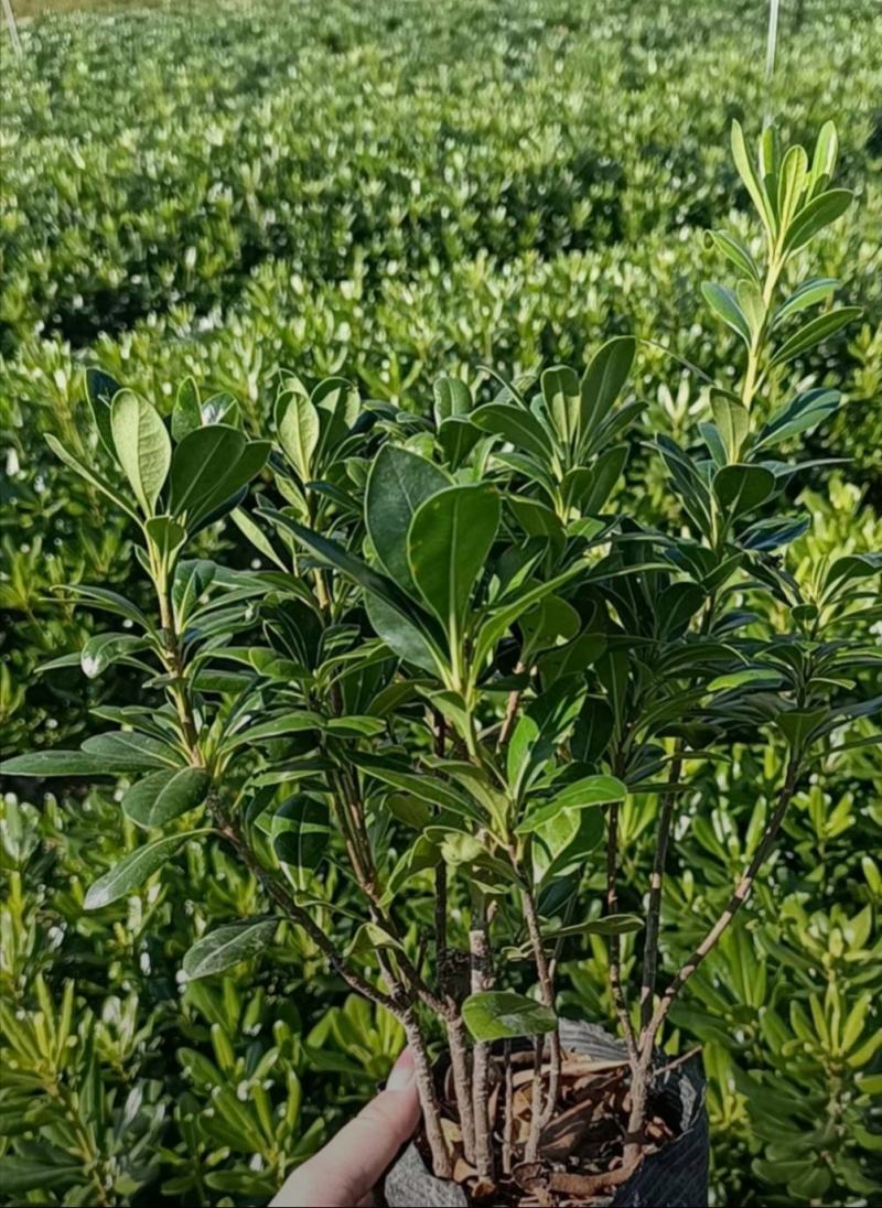 海桐小苗，基地供应，精品大杯海桐苗，成活率高，生长快