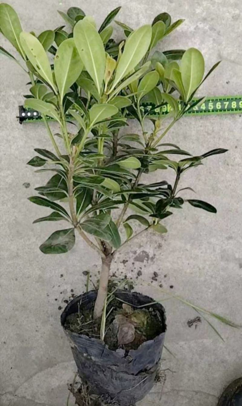 海桐小苗，基地供应，精品大杯海桐苗，成活率高，生长快