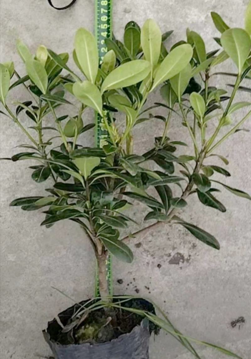 海桐小苗，基地供应，精品大杯海桐苗，成活率高，生长快