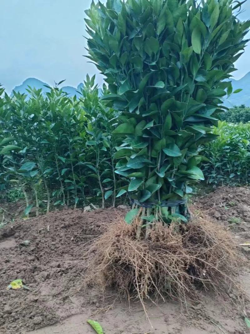 金秋果苗