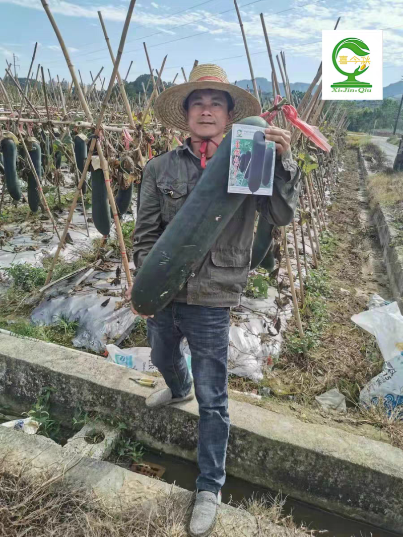 墨优铁心9号早中熟铁心瓜耐储运品质好