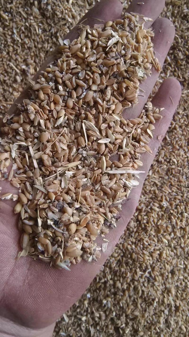 精品养殖碎小麦，无土无霉变。适合养殖鸡鸭鹅大量供货可咨询