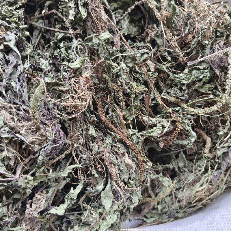 车前草野生货