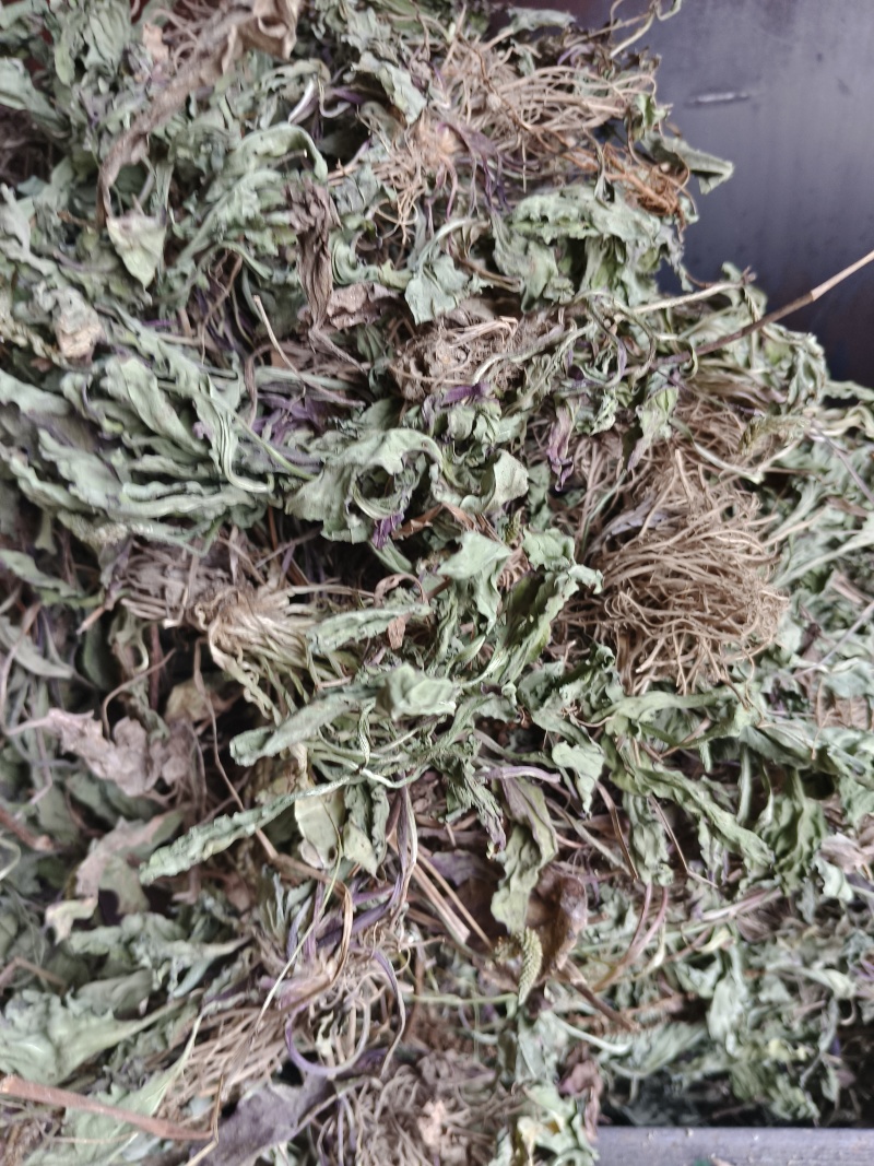 车前草野生货