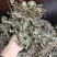 车前草野生货