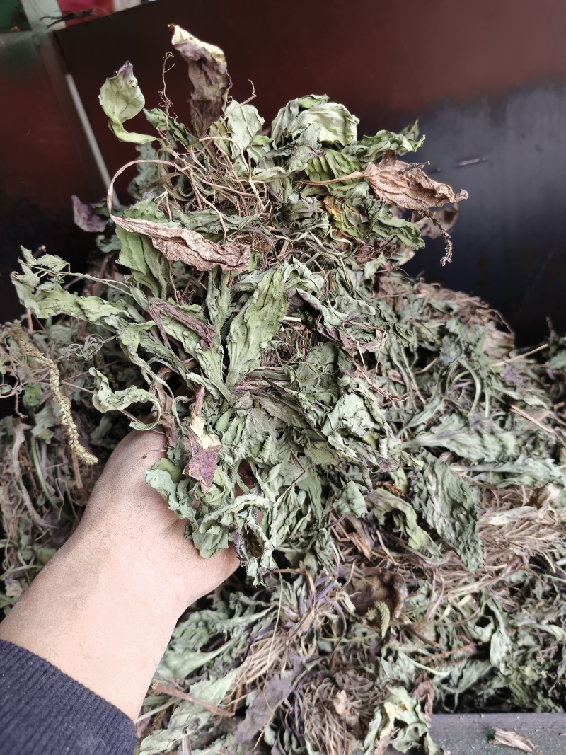 车前草野生货