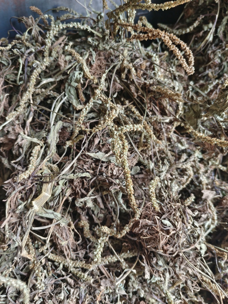 车前草野生货