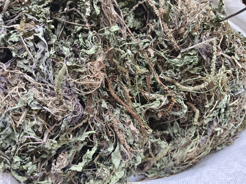 车前草野生货