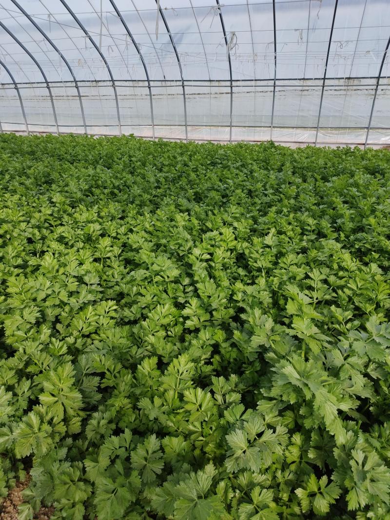 千亩芹菜基地，大量上市中，欢迎各位老板前来收够，