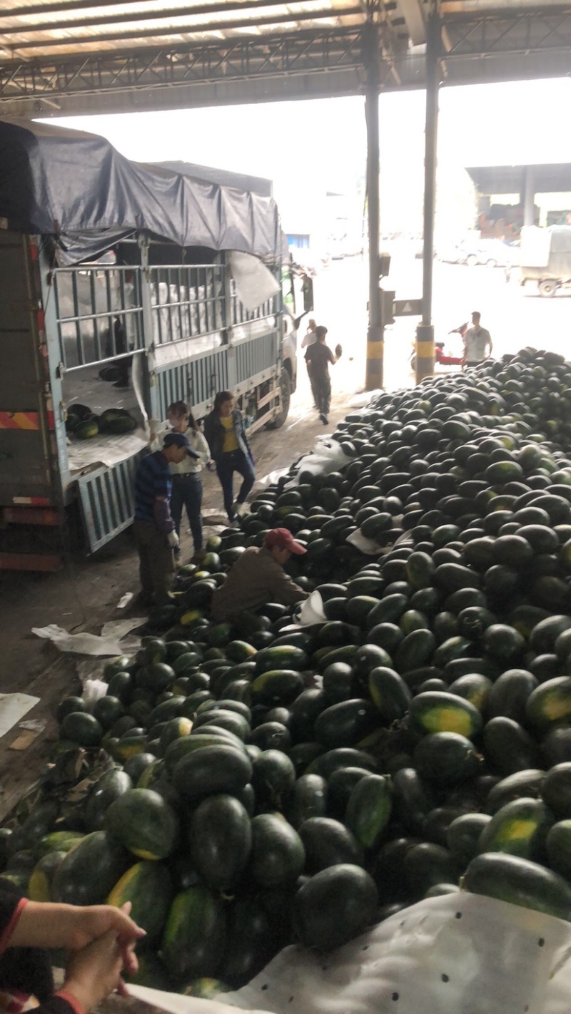 西瓜黑美人西瓜全国大供应批发包瓜园种植产地直发帮找车