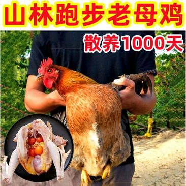 山林老母鸡土鸡现杀老母鸡3年土鸡散养农村农家鸡肉整鸡白条