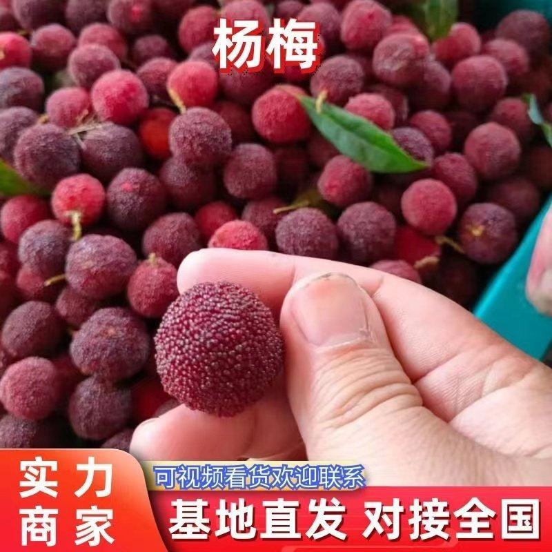 特早杨梅，颗粒大，大小均匀，口感好，产地直销