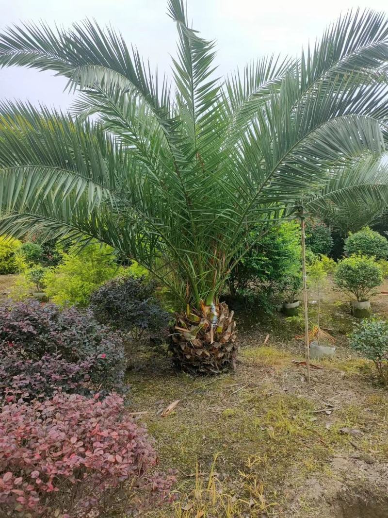 加拿利海枣，别墅景观，楼盘售楼部景点，基地批发，量大
