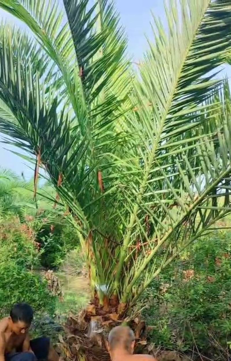 加拿利海枣，别墅景观，楼盘售楼部景点，基地批发，量大