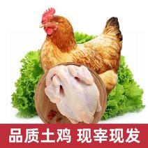 新鲜农家散养土鸡鸡肉老鸡现宰三黄鸡白条鸡冷冻批发鸡肉