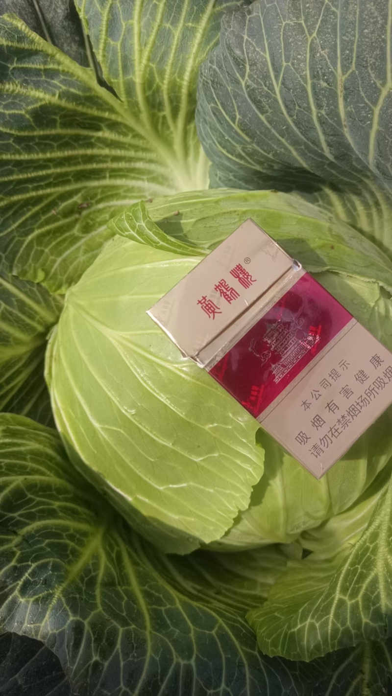 精品包菜大量有货，价格便宜