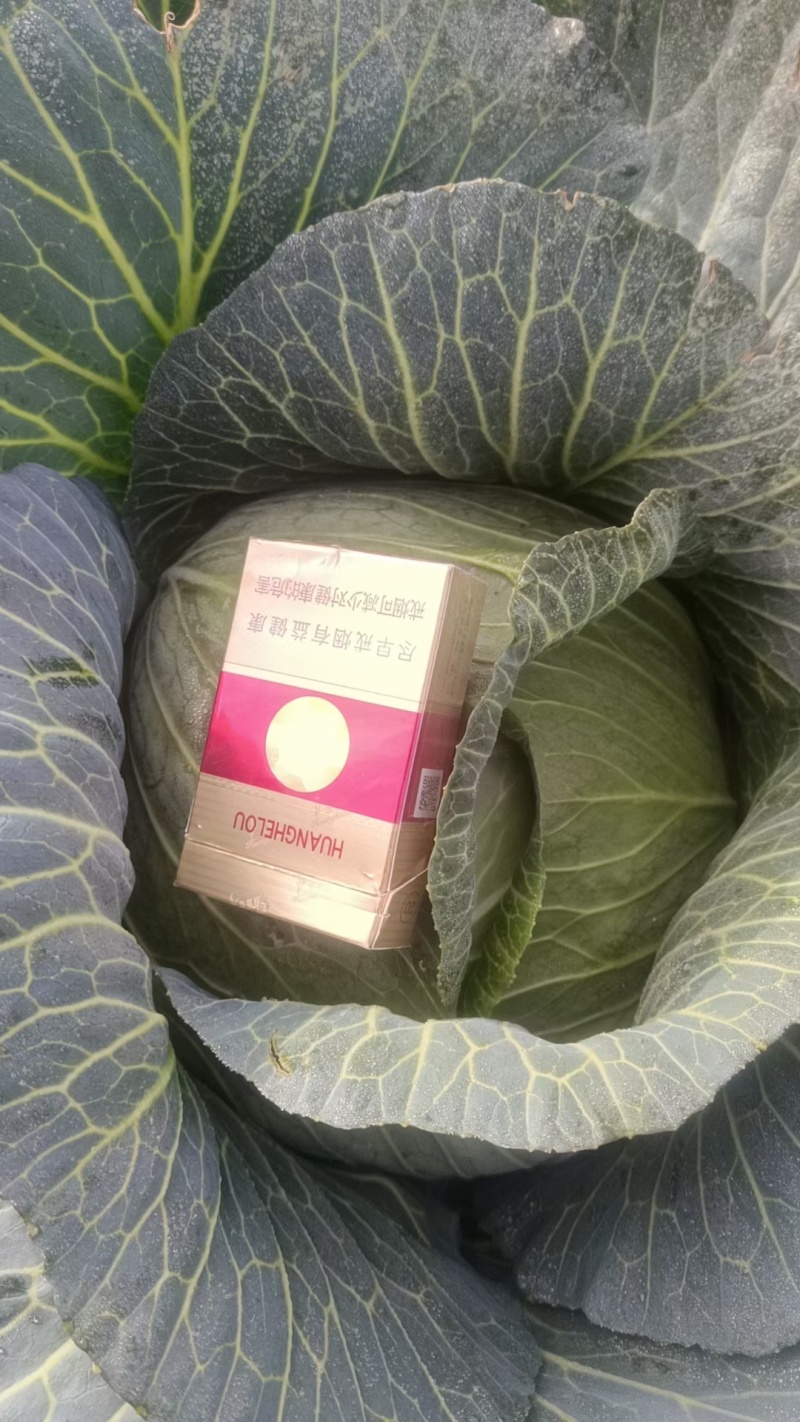 精品包菜大量有货，价格便宜
