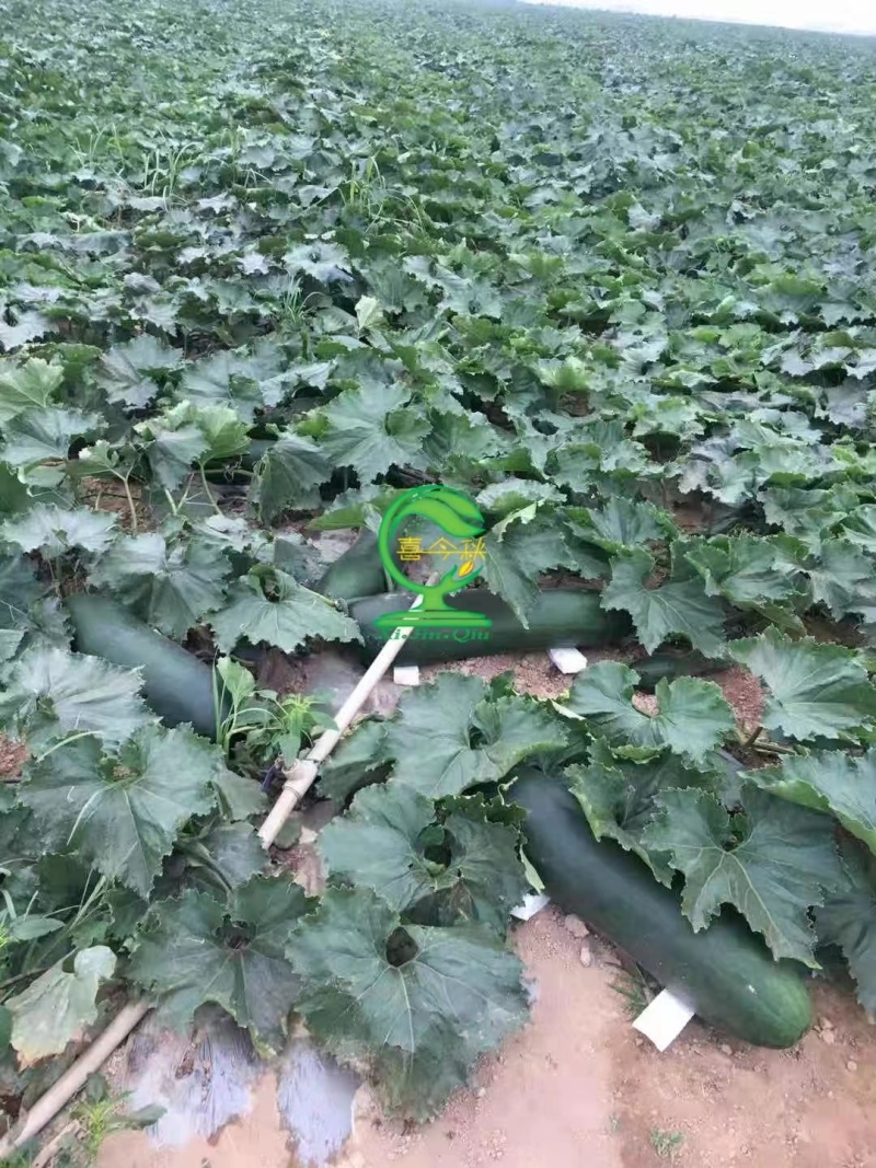 黑龙冬瓜耐寒抗病性好转黑快瓜形美观