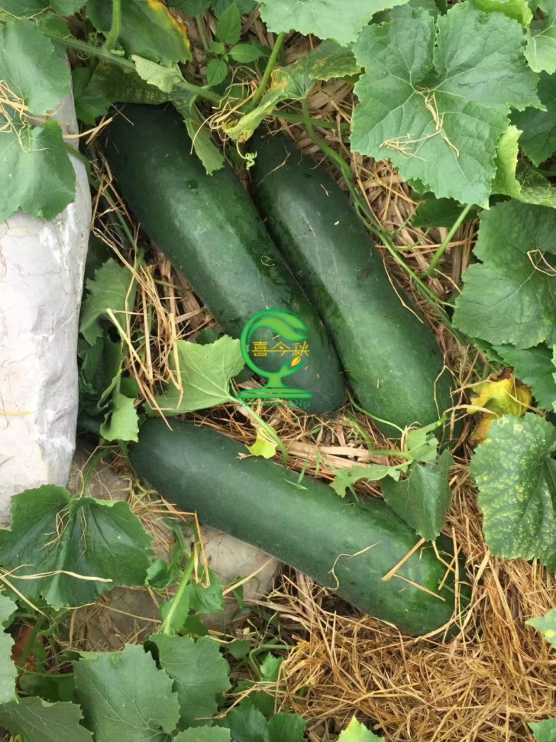 黑龙冬瓜耐寒抗病性好转黑快瓜形美观