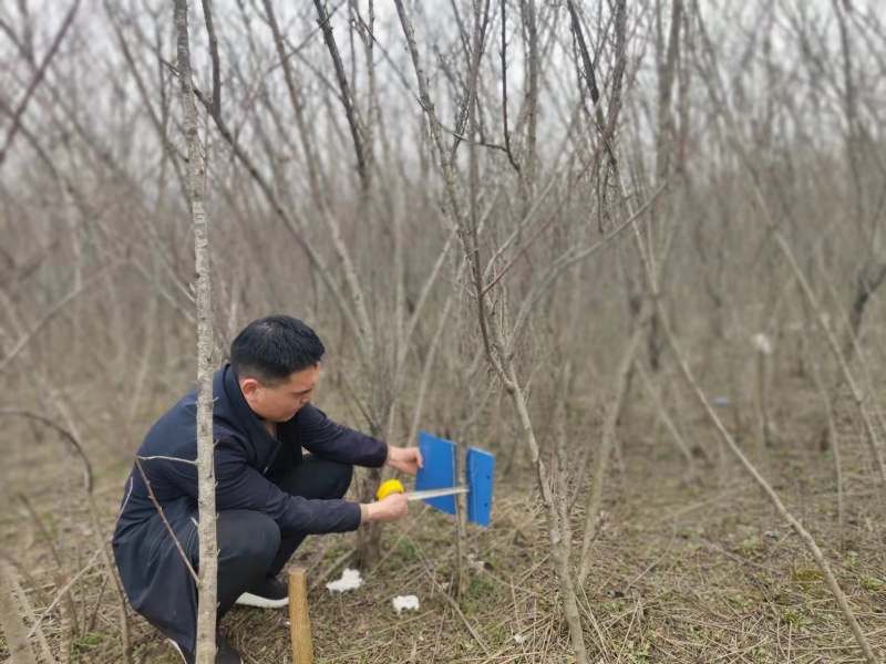 供1-6年桃树苗黄桃苗水蜜桃苗油桃